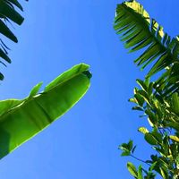 suara asli - Udod98🕊