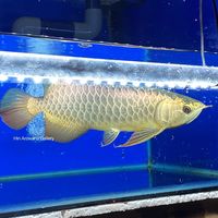 original sound - Hin Arowana Gallery