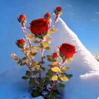 original sound - Saow phaet🐰✨