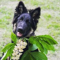 psitulaniec_hoteldlapsow