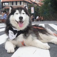 huskyaomsin