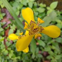 suara asli - Sederhanasaja