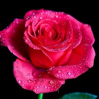 malik_kiran007