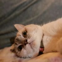 เสียงต้นฉบับ - Kengmawaw54