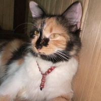 suara asli - Aim olong