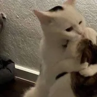 original sound - aomam_3125