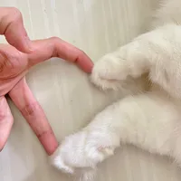 original sound - goodmeowning