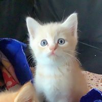 damianislittlecat