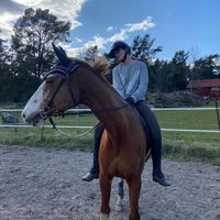 equi__horse