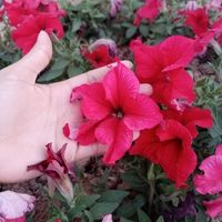 မူရင်းအသံ
