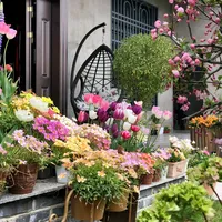 original sound - vuonhoanho