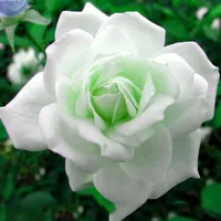 original sound - mapanwai711