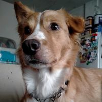 original sound - relosdt