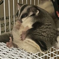 chubbysugra