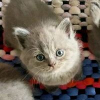 nhạc nền - Linh the Overthinker