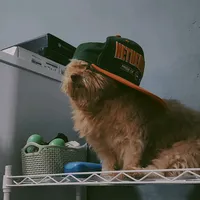 original sound - rftpgtrst