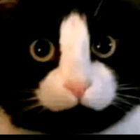 pengagumcewekberhijab5