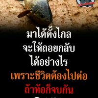 เสียงต้นฉบับ - ลูก🧑ชาวนา👨‍🌾👩‍🌾