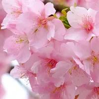 original sound - lilis_fy