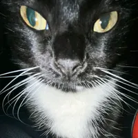 original sound - starfighter37