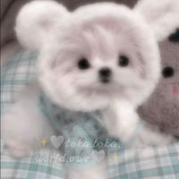 toka.boka.world.vwv