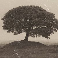 thetreeoftaekookinau1894
