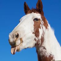 horse.0k0