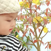 original sound - minhantp