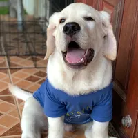 original sound - arthur_and_the_gang