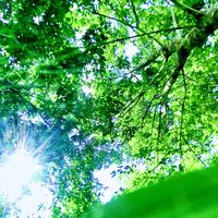 original sound - thajyeeb kong