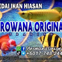 arowanaoriginaltrd
