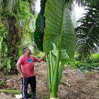 suara asli - Apoy Sandi