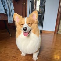 mapmapcorgii