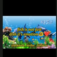 pokhara_biofloc_fishfarm
