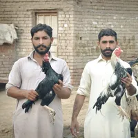 original sound - sardarimranmaken