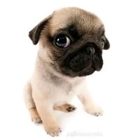 nhạc nền - Dưa lưới phô mai 🍈🧀