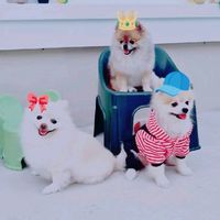 เสียงต้นฉบับ - เรามีลูกเป็นหมา 6 ตัว🤣