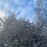 dźwięk oryginalny