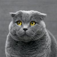 เสียงต้นฉบับ - anne แค๊ทมีโอเค