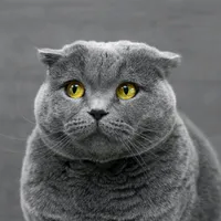 original sound - catzmeok