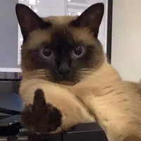 original sound - ptlovecat