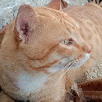 suara asli - Alex Vanhonten