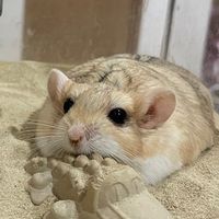 joshua_fattail_baloo