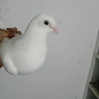 salamatali0720