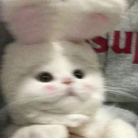 m..meowvii