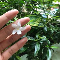 เสียงต้นฉบับ - 77🤍