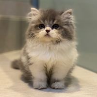 original sound - Mbul 🐱