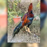 original sound - aseel_mansehra01