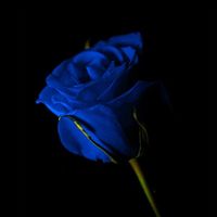 fleur_ur