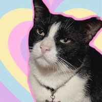 cat_shop989